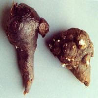 Prepared Common Monkshood Daughter Root extract Prepared Common Monkshood Daughter Root extract