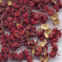 Pricklyash Peel Extract (Zanthoxylum Bungeanum Extract) Pricklyash Peel Extract (Zanthoxylum Bungeanum Extract)