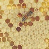 Propolis extract Propolis extract