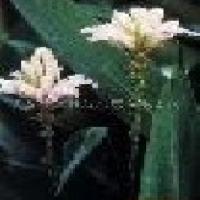 Psoralea corylifolia Extract Psoralea corylifolia Extract