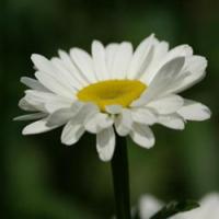 Pyrethrum Extract Pyrethrum Extract