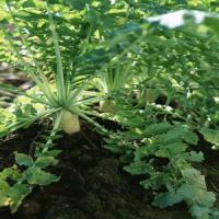 Radish Seed Extract(Semen Raphani Extract) Radish Seed Extract(Semen Raphani Extract)