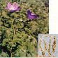 Platycodon Root Extract(Radix Platycodi Extract) Platycodon Root Extract(Radix Platycodi Extract)