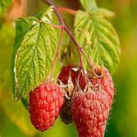 Raspberry extract (Fructus rubi extract) Raspberry extract (Fructus rubi extract)