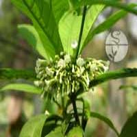 Reserpine(Rauwolfia extract) Reserpine(Rauwolfia extract)