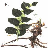 Resveratrol(Trans-Resveratrol) Resveratrol(Trans-Resveratrol)