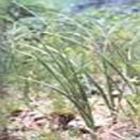 Rhizoma Anemarrhenae Extract(Common Anemarrhena Rhizome Extract) Rhizoma Anemarrhenae Extract(Common Anemarrhena Rhizome Extract)