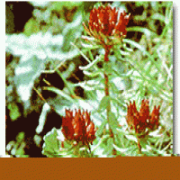 Rhodiola Rosea Extract(Rhodiola extract) Rhodiola Rosea Extract(Rhodiola extract)