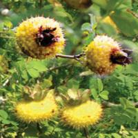 Rosa roxburghii Tratt extract(Roxburgh rose extract) Rosa roxburghii Tratt extract(Roxburgh rose extract)