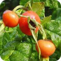 Rose Hip extract(rose haw extract) Rose Hip extract(rose haw extract)