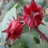 Roselle Extract Roselle Extract