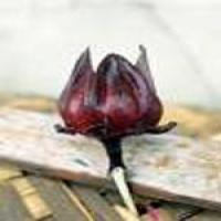 Roselle Red Roselle Red