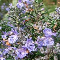 Rosemary extract Rosemary extract