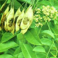 Rosewood Extract Rosewood Extract