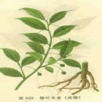 Roughhaired Holly Root extract Roughhaired Holly Root extract
