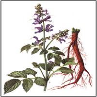 Salvia miltiorrhiza extract(Danshen Root extract) Salvia miltiorrhiza extract(Danshen Root extract)
