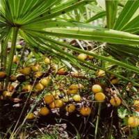 Saw Palmetto Berry Extract Saw Palmetto Berry Extract