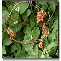 Schizandra Extract(Schisandra Chinensis Extract) Schizandra Extract(Schisandra Chinensis Extract)