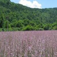 Sclareolide(clary sage extract) Sclareolide(clary sage extract)