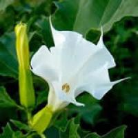 Scopolamine Hcl Scopolamine Hcl