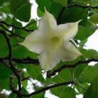 Scopolamine Hydrobromide Scopolamine Hydrobromide