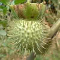 Scopolamine Methobromide Scopolamine Methobromide