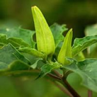 Scopolamine Methyl Nitrate Scopolamine Methyl Nitrate