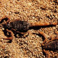 Scorpion Extract(Scorpio Extract) Scorpion Extract(Scorpio Extract)