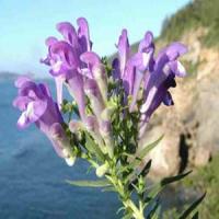 Baical Skullcap Root extract(Scutellaria Baicalensis Extract) Baical Skullcap Root extract(Scutellaria Baicalensis Extract)
