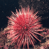 Sea urchin extract(Urchic Substance bovine extract) Sea urchin extract(Urchic Substance bovine extract)