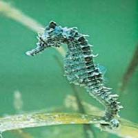Sea horse extract(Hippocampi extract) Sea horse extract(Hippocampi extract)