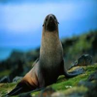 Seal penis extract(Penis otariae extract) Seal penis extract(Penis otariae extract)