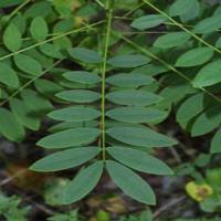Senna Leaf Extract Senna Leaf Extract