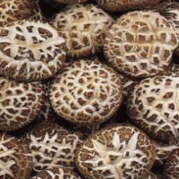 Shiitake Mushroom Extract Shiitake Mushroom Extract