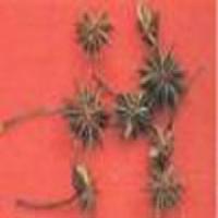 Shikimic Acid(Star anise extract) Shikimic Acid(Star anise extract)