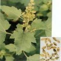 Siberian Cocklebur Fruit Extract Siberian Cocklebur Fruit Extract