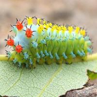 Silk moth extract Silk moth extract