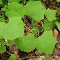 Sinomenine(Cocculine) Sinomenine(Cocculine)