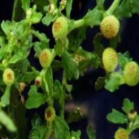 Small Centipeda Herb extract(Herba Centipedae Extract) Small Centipeda Herb extract(Herba Centipedae Extract)