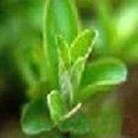 Smoketree extract Smoketree extract