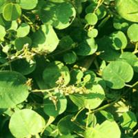 Snowbellleaf Tickclover Herb Extract(Herba Desmodii Styracifolii Extract) Snowbellleaf Tickclover Herb Extract(Herba Desmodii Styracifolii Extract)