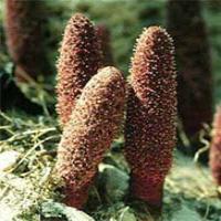 Songaria Cynomorium Herb extract(Herba Cynomorii extract) Songaria Cynomorium Herb extract(Herba Cynomorii extract)