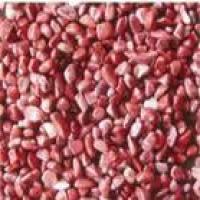 Sorghum Red Sorghum Red