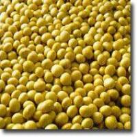 Soy isoflavone(Soybean Extract) Soy isoflavone(Soybean Extract)