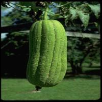 Sponge Gourds extract(towel gourd extract) Sponge Gourds extract(towel gourd extract)