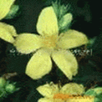 St John's Wort Extract St John's Wort Extract
