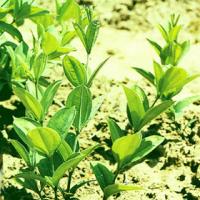 Stemona Root Extract(Radix Stemonae Extract) Stemona Root Extract(Radix Stemonae Extract)