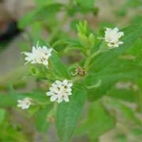 Stevia Extract Stevia Extract