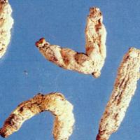 Stiff Silkworm Extract Stiff Silkworm Extract