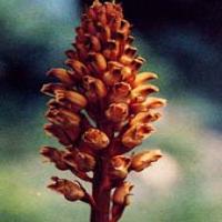 Tall Gastrodia Tuber Extract(Rhizoma Gastrodiae Extract) Tall Gastrodia Tuber Extract(Rhizoma Gastrodiae Extract)